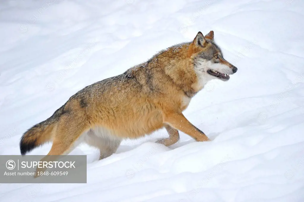 Mackenzie valley wolf, Canadian timber wolf (Canis lupus occidentalis) in the snow