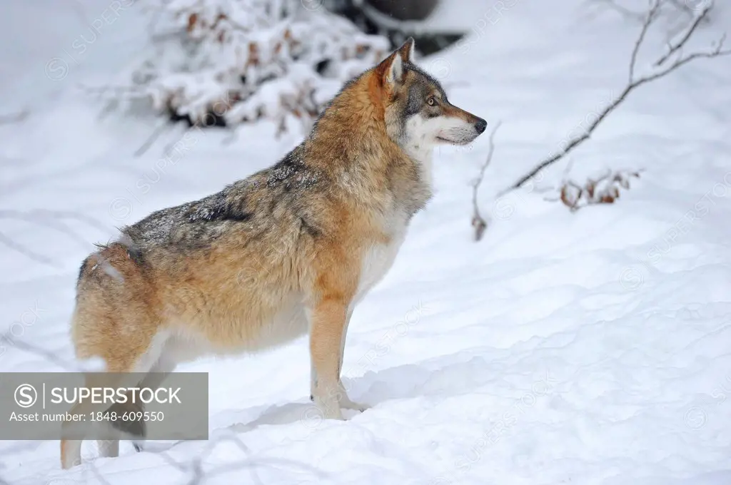 Mackenzie valley wolf, Canadian timber wolf (Canis lupus occidentalis) in the snow, keeping watch