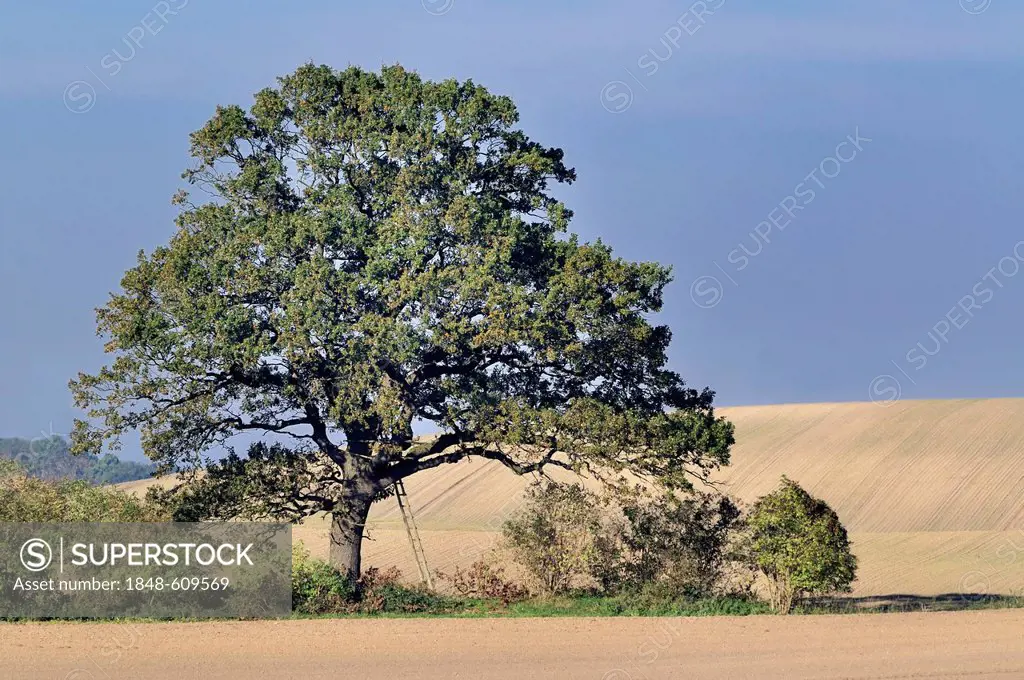 Solitary tree, oak tree (Quercus robur) in the open countryside, Rendsburg-Eckernfoerde district, Schleswig-Holstein, Germany, Europe