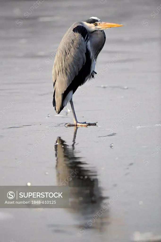 Grey heron (Ardea cinerea) standing on a frozen lake in winter