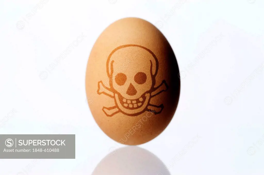 Chicken egg with a skull symbol, symbolic image for dioxin contamination in chicken eggs