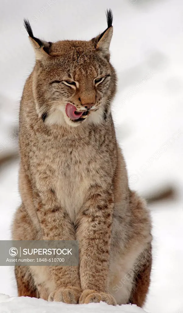 Eurasian Lynx (Lynx lynx) in captivity