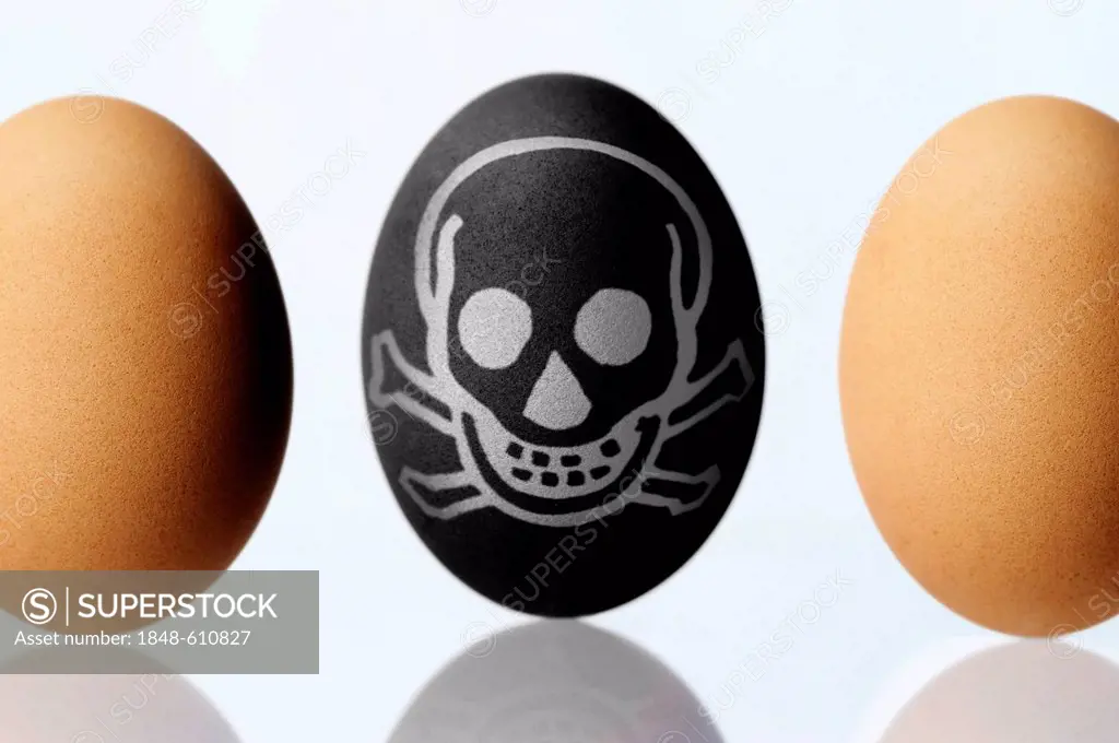 Black chicken egg with a skull, symbolic image for dioxin contamination in chicken eggs