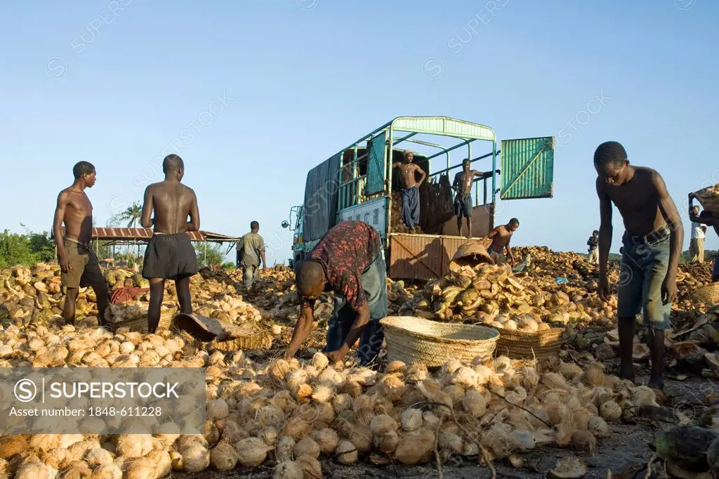 Workers loading coconuts (Cocos nucifera) onto a truck for the production of copra, Pangani, Tanzania, Africa