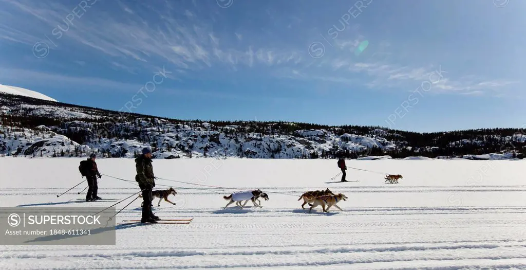 Group skijoring, skijoering, sled dogs pulling cross country skier, dog sport, Alaskan Huskies, frozen Lake Lindeman, mountains behind, Coastal Range,...