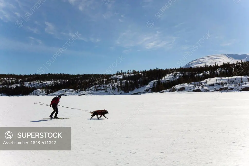 Woman skijoring, skijoering, sled dogs pulling cross country skier, dog sport, Alaskan Huskies, frozen Lake Lindeman, mountains behind, Coastal Range,...