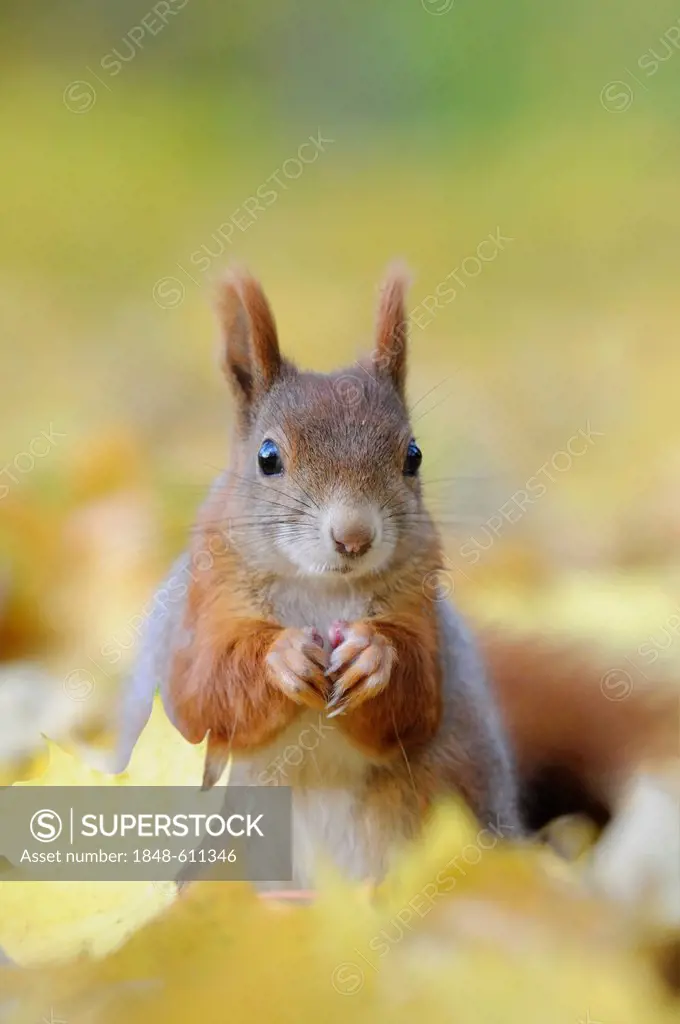 Squirrel (Sciurus vulgaris) in autumn foliage