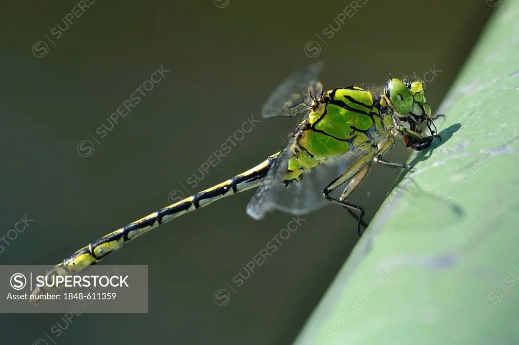Green Snaketail (Ophiogomphus cecilia), countrywide highly endangered and strictly protected species in Germany, Annex II of the Habitats Directive