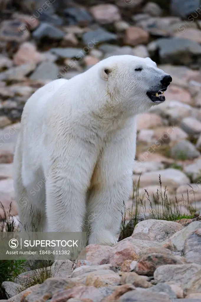 Polar bear (Ursus maritimus), Karelia, Eastern Finland, Finland, Europe