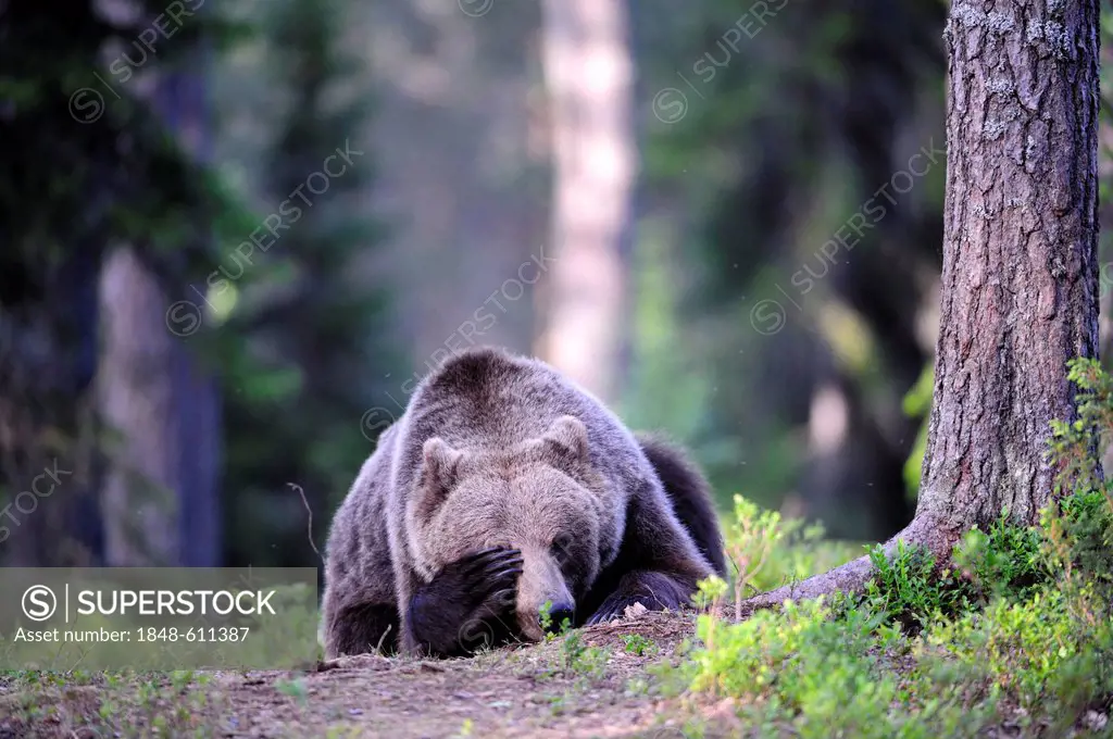 Brown Bear (Ursus arctos) cub in a coniferous forest, Karelia, Eastern Finland, Finland, Europe