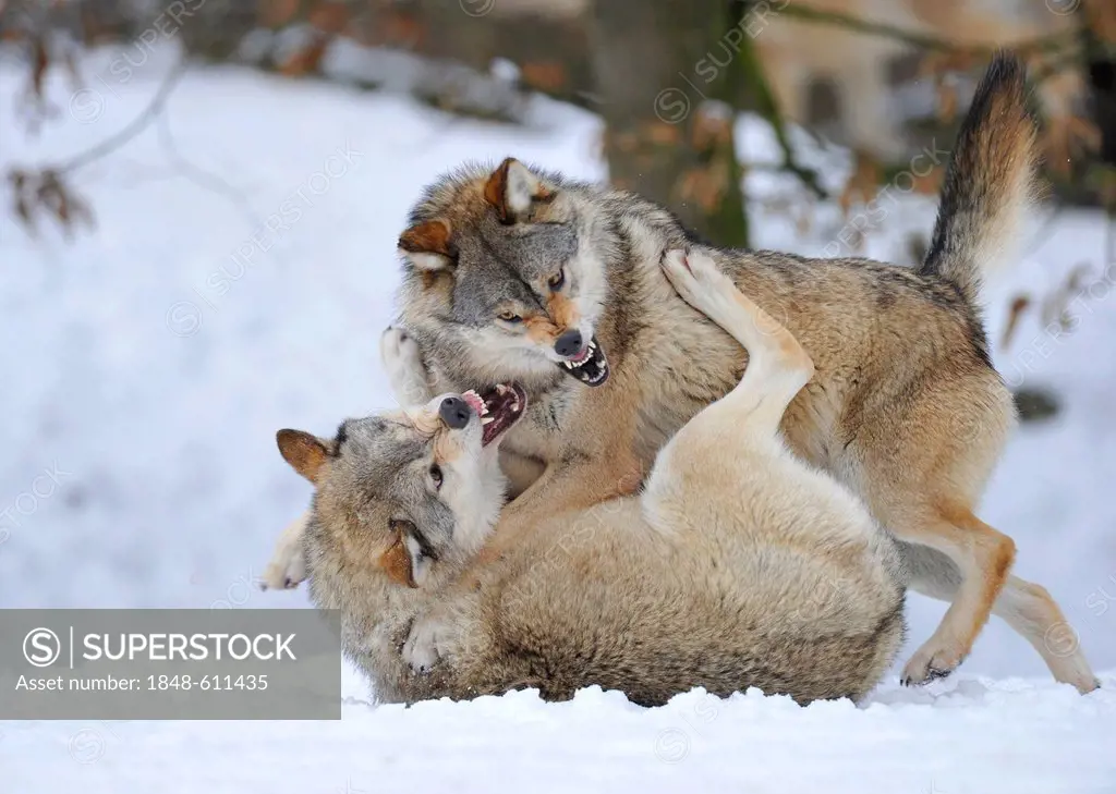 Mackenzie Valley Wolves, Canadian Timber Wolves (Canis lupus occidentalis), in the snow, fight for rank order