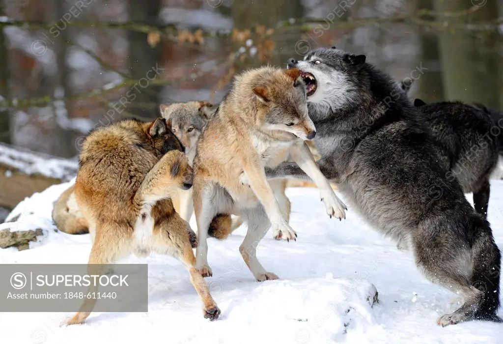 Mackenzie Valley Wolves, Canadian Timber Wolves (Canis lupus occidentalis) in the snow, fight for rank order, alpha female, right, reprimanding a youn...