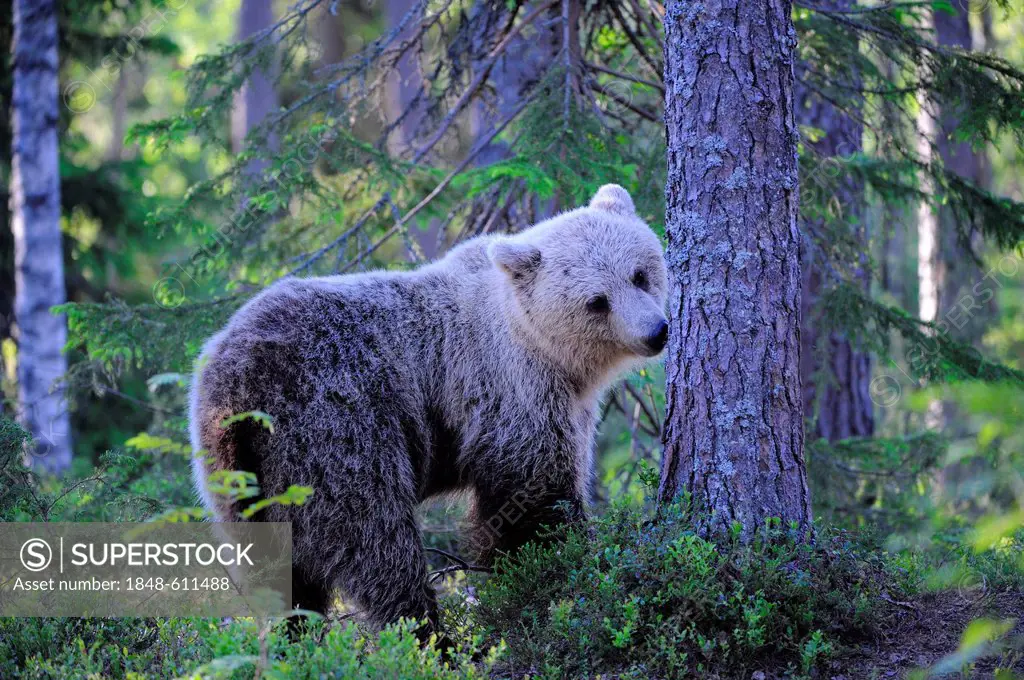 Brown Bear (Ursus arctos), cub sniffing a tree for scent marks of other bears, Karelia, Eastern Finland, Finland, Europe