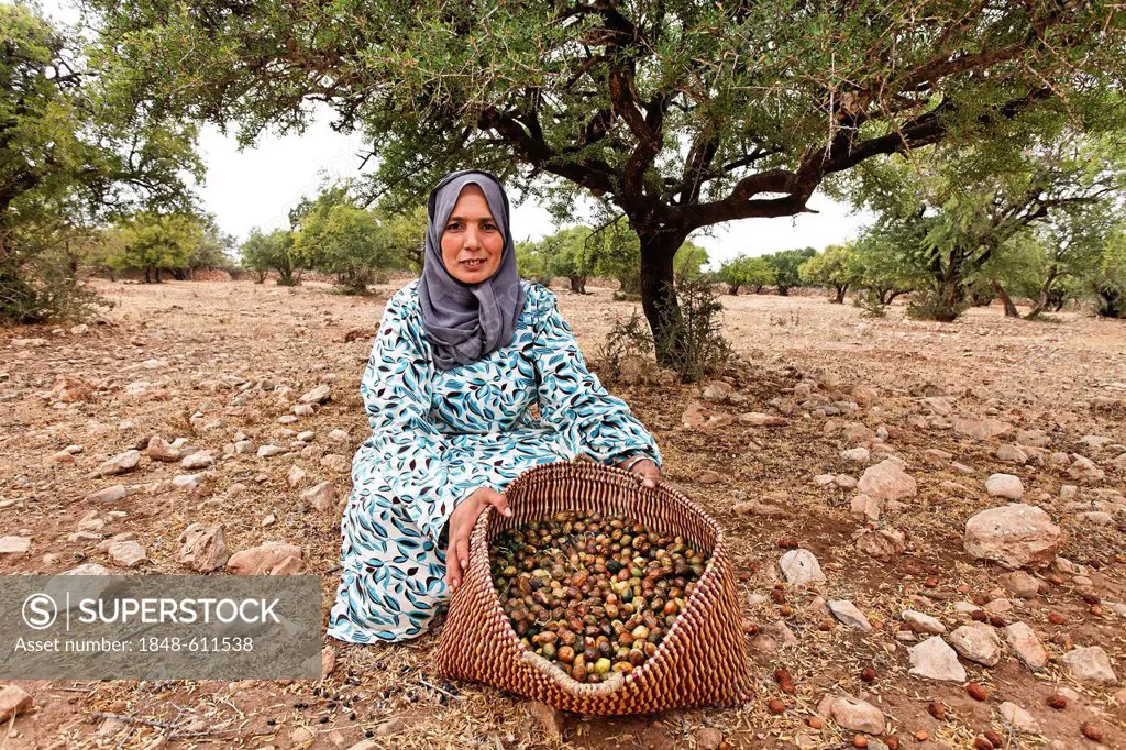 Woman under Argan (Argania spinosa) trees gathering argan nuts for the production of argan oil, near Essaouira, Morocco, Africa