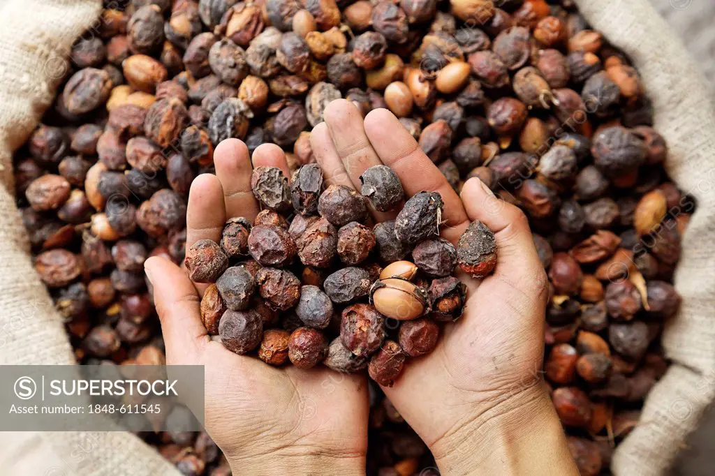 An argan oil producer controlling with his hands the delivered Argan (Argania spinosa) nuts, near Essaouira, Morocco, Africa