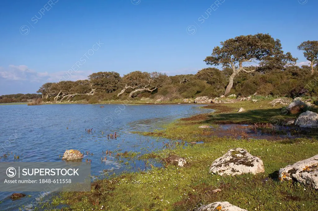 Giara di Gesturi plateau, Pauli Majori, Sardinia island, Italy, Europe