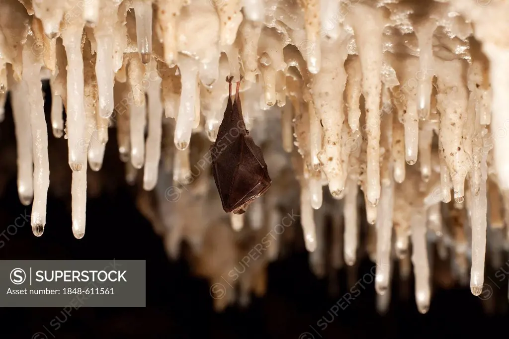 Lesser horseshoe bat (Rhinolophus hipposideros) hanging on a stalactite in a cave, Sardinia island, Italy, Europe
