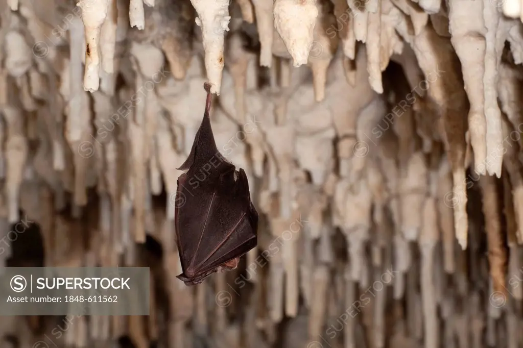 Greater horseshoe bat (Rhinolophus ferrumequinum) hanging on a stalactite in a cave, Sardinia island, Italy, Europe