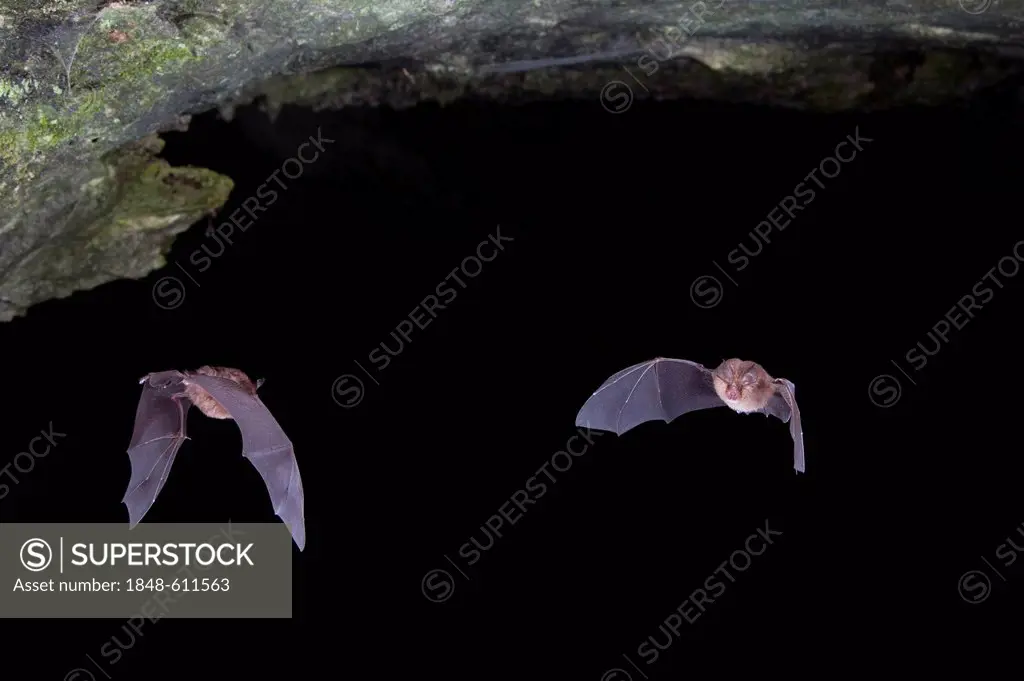 Lesser horseshoe bats (Rhinolophus hipposideros) in flight, Sardinia island, Italy, Europe