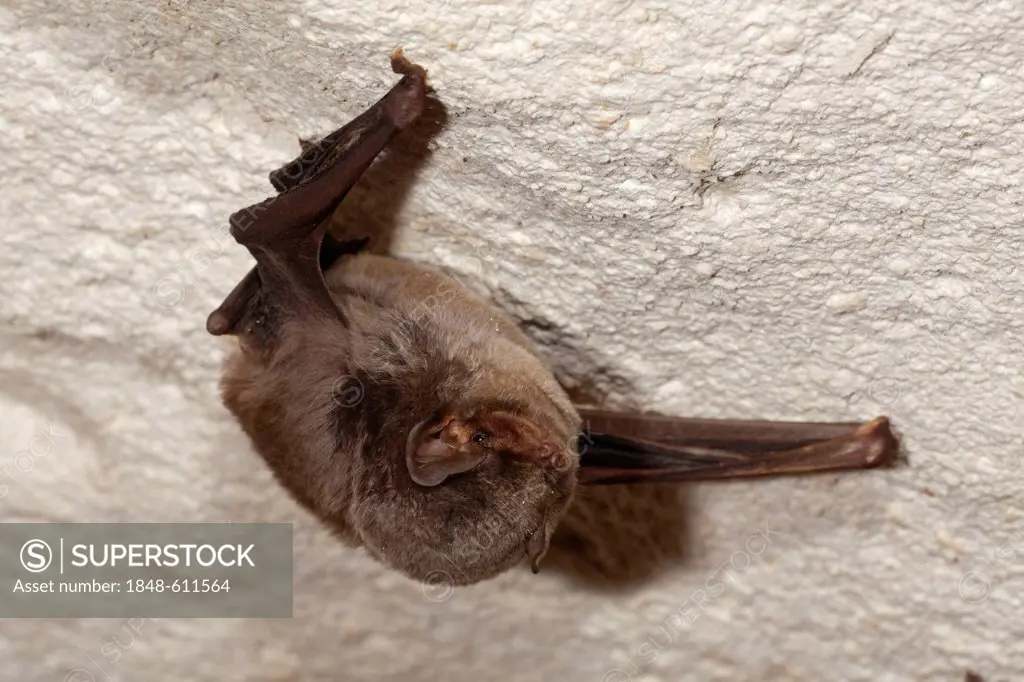 Common bent-wing bat, Schreiber's long-fingered bat (Miniopterus schreibersii) in a cave, Sardinia island, Italy, Europe