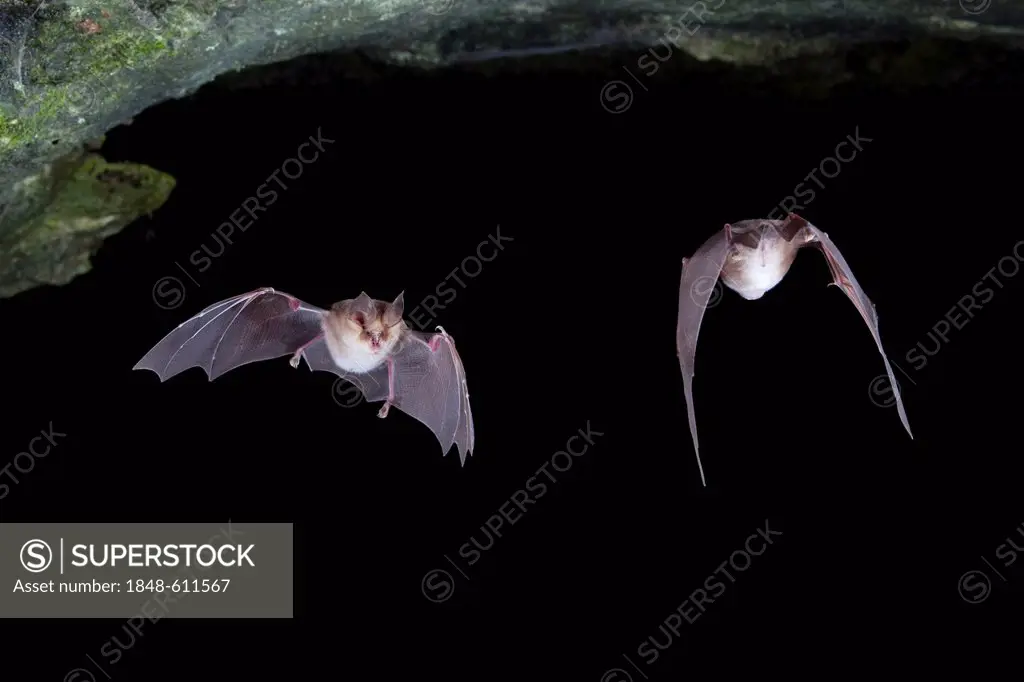 Mehely's horseshoe bats (Rhinolophus mehelyi) in flight, Sardinia island, Italy, Europe