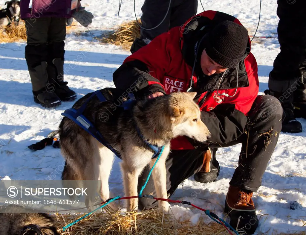 Veterinarian examining sled dog, Alaskan Husky, stethoscope, in Pelly Crossing Checkpoint, Yukon Quest 1, 000-mile International Sled Dog Race 2010, Y...