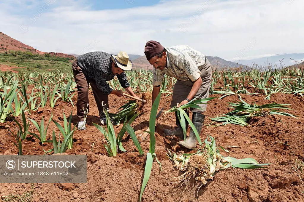 Residents of Hlaout village planting organic German Irises (Iris germanica), grown for use in natural cosmetics in Europe, Ait Inzel Gebel region, Atl...