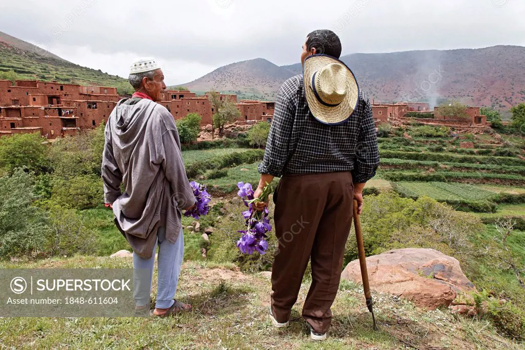 Residents of Hlaout village inspecting and picking German Irises (Iris germanica) in the terraced fields belonging to the village cooperative, organic...