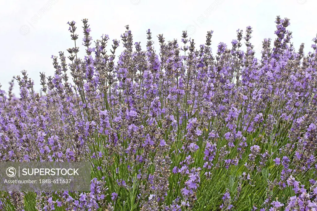 Field of organically grown blooming lavender (Lavandula), Moldova, Eastern Europe