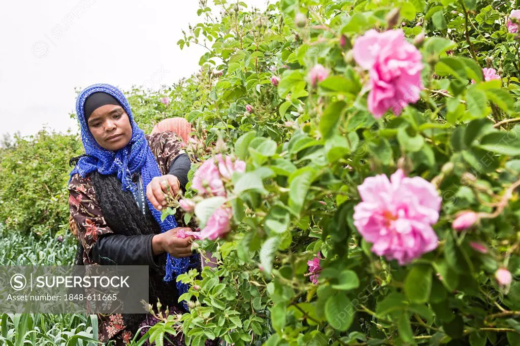 Woman from a cooperative picking the blossoms from organically grown shrubs of Damask Roses (Rosa damascena) for the production of rose oil for natura...