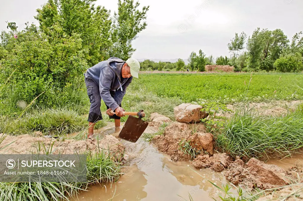 Man digging with a hoe to redirect an irrigation canal in an oasis where Damask Roses (Rosa damascena) are organically grown, Valley of Roses, Dades V...