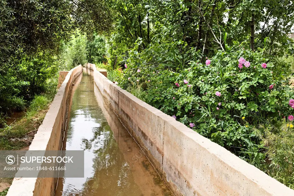 Concrete irrigation canal which irrigates an oasis where Damask Roses (Rosa damascena) are organically grown, Valley of Roses, Dades Valley, southern ...