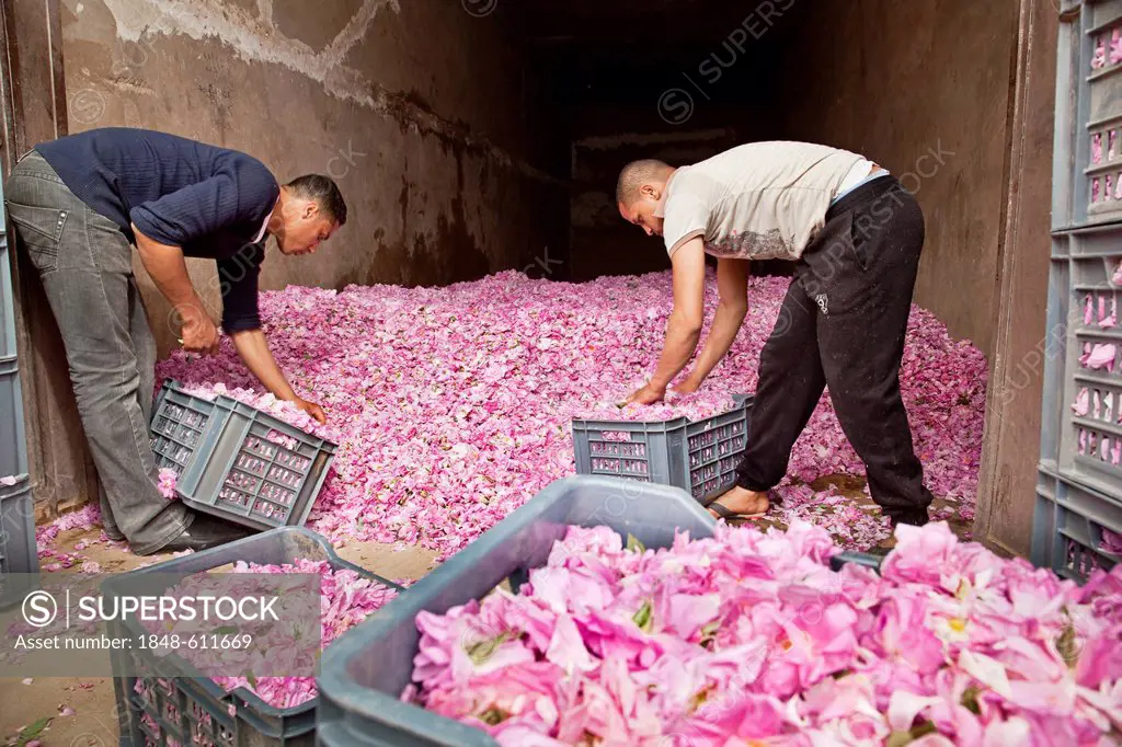 Fresh picked blossoms of organically grown Damask Roses (Rosa damascena) being packed in boxes for transport at a collection point in an oasis in the ...