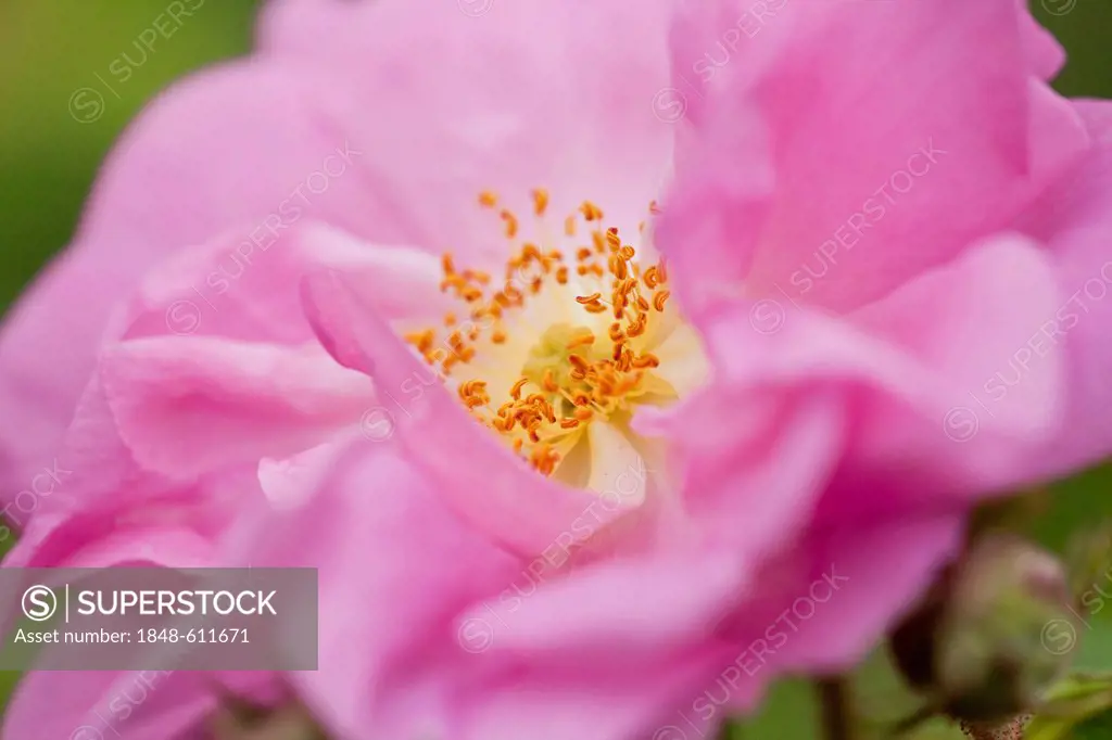 Blooming flower of a Damask Roses (Rosa damascena) in the Valley of Roses, Dades Valley, southern Morocco, Morocco, Africa
