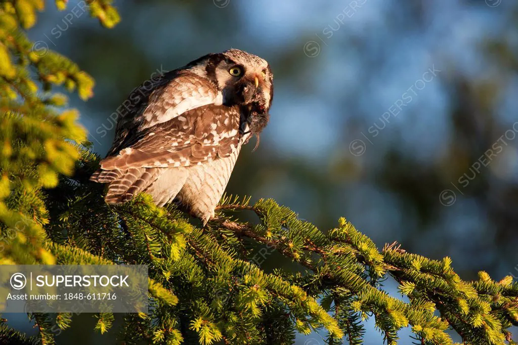 Northern hawk owl (Surnia ulula), female with prey, Finland, Europe