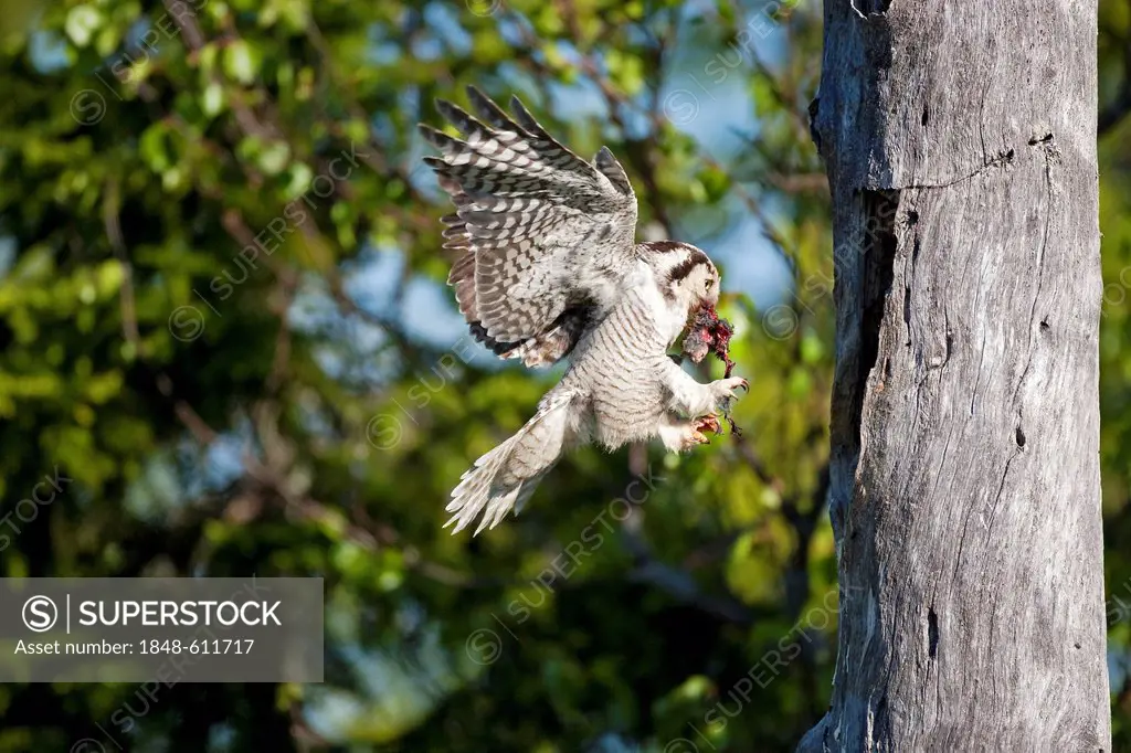 Northern hawk owl (Surnia ulula), female with prey approaching the nesting hole, Finland, Europe