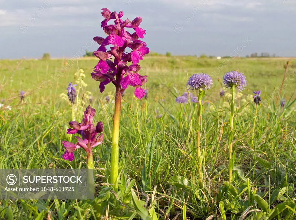 Green-winged orchid, green-veined orchid (Orchis morio) and common globularia (Globularia vulgaris), Lake Neusiedl, Austria, Europe