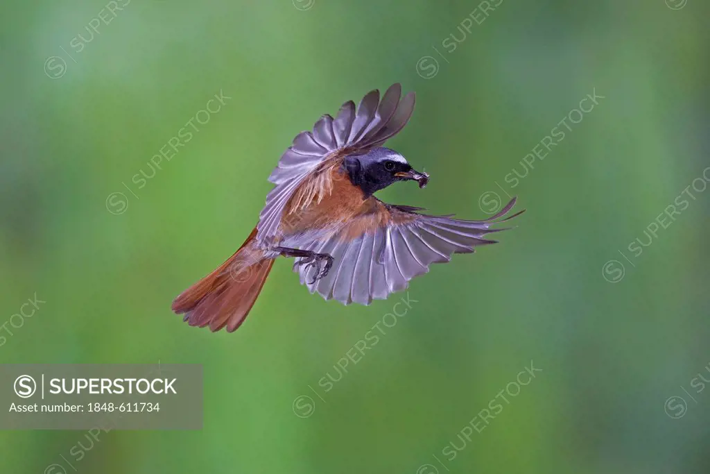 Common redstart (Phoenicurus phoenicurus) male with food in flight, Thuringia, Germany, Europe
