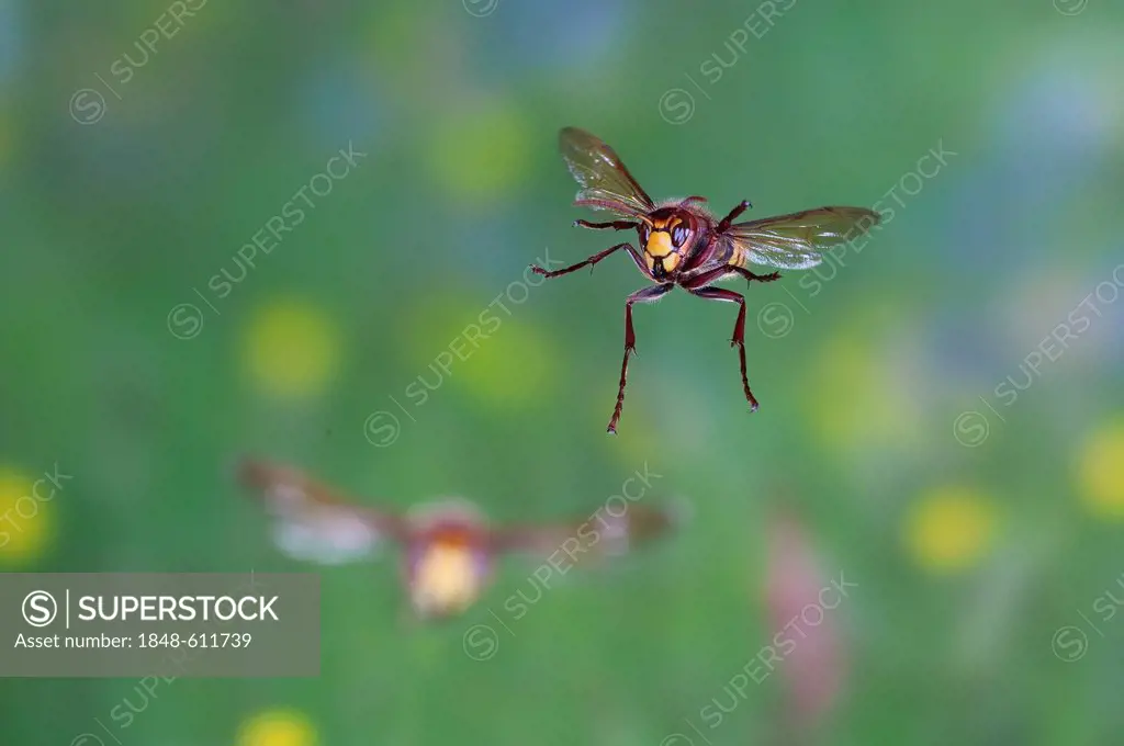 European hornets (Vespa crabro) workers in flight, Thuringia, Germany, Europe