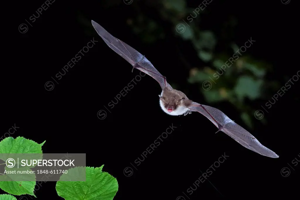 Natterer's bat (Myotis nattereri) in flight, Thuringia, Germany, Europe