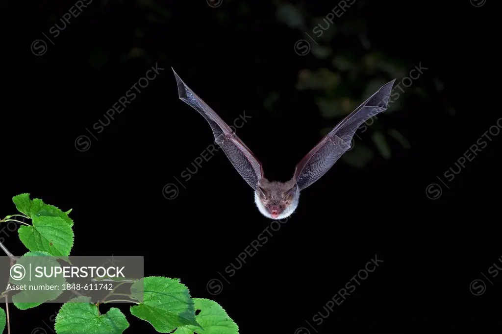 Bechstein's bat (Myotis bechsteinii) in flight, Thuringia, Germany, Europe