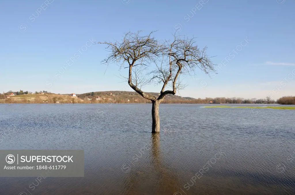 Tree standing in the floodwaters of the Saale-Unstrut rivers region, Saxony-Anhalt, Germany, Europe