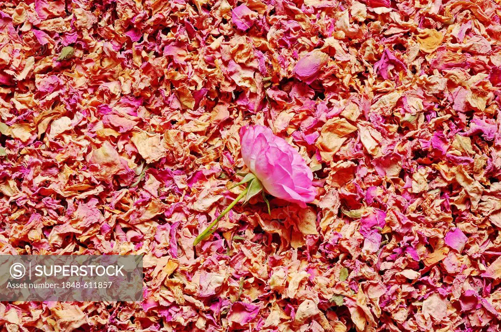 Dried rose petals and a rose blossom (Rosa sp.), incense, esotericism