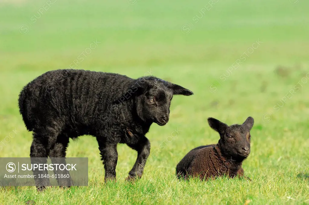 Domestic Sheep (Ovis orientalis aries), two lambs on a pasture, North Holland, Netherlands, Europe