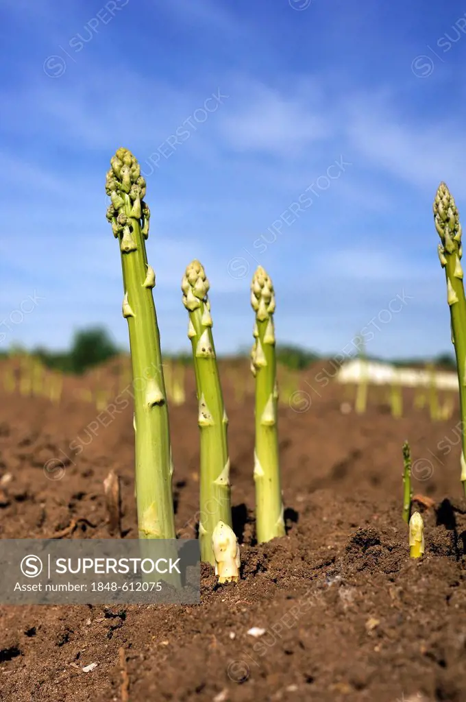 Green asparagus (Asparagus officinalis) growing on a field, Eckental, Middle Franconia, Bavaria, Germany, Europe