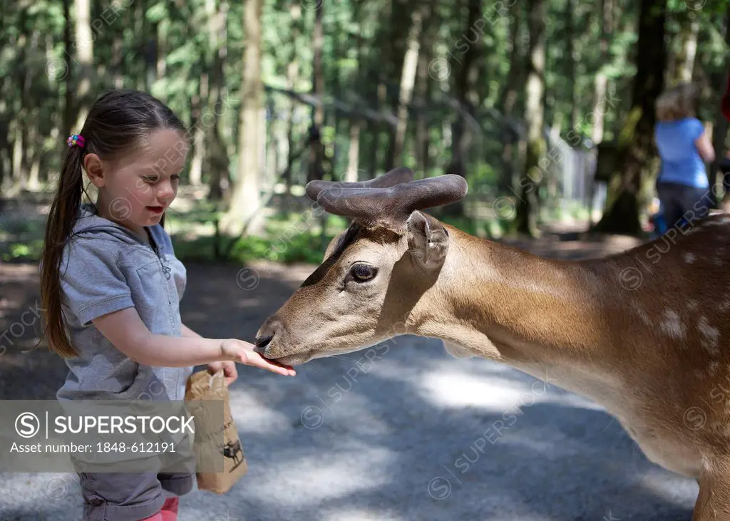 Three-year-old girl hand feeding a fallow deer in a forest, Wildpark Poing wildlife park, Bavaria, Germany, Europe