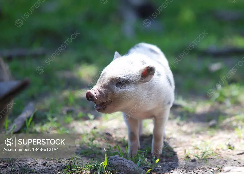 Domestic pig, piglet (Sus scrofa domestica) standing in a meadow, Wildpark Poing wildlife park, Bavaria, Germany, Europe
