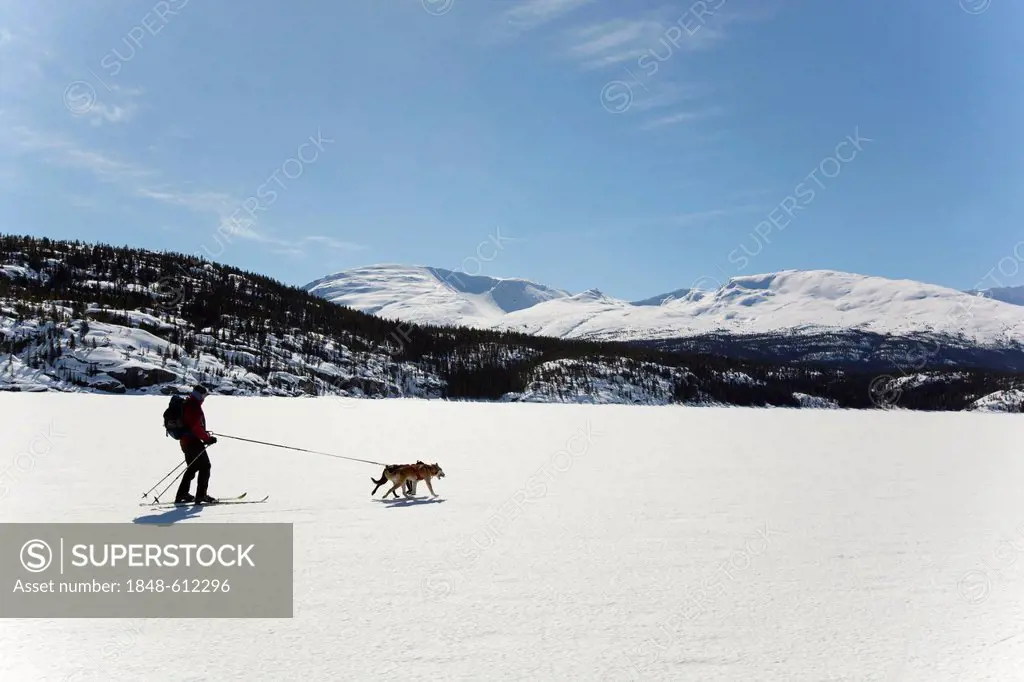Woman skijoring, skijoering, sled dogs pulling cross country skier, dog sport, Alaskan Huskies, frozen Lake Lindeman, mountains behind, Coastal Range,...