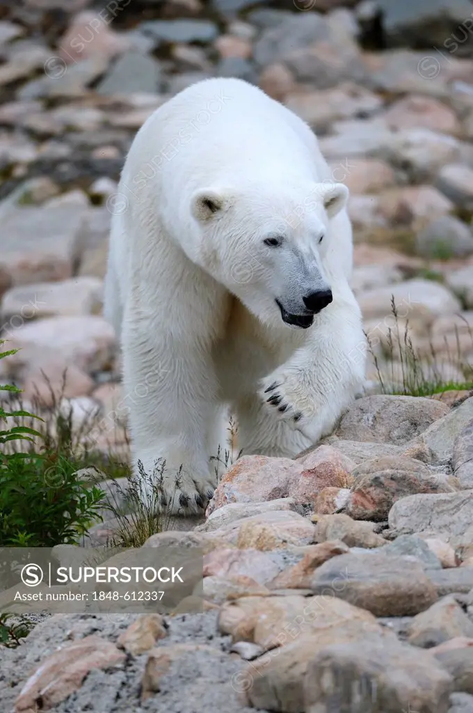 Polar bear (Ursus maritimus), Karelia, Eastern Finland, Finland, Europe