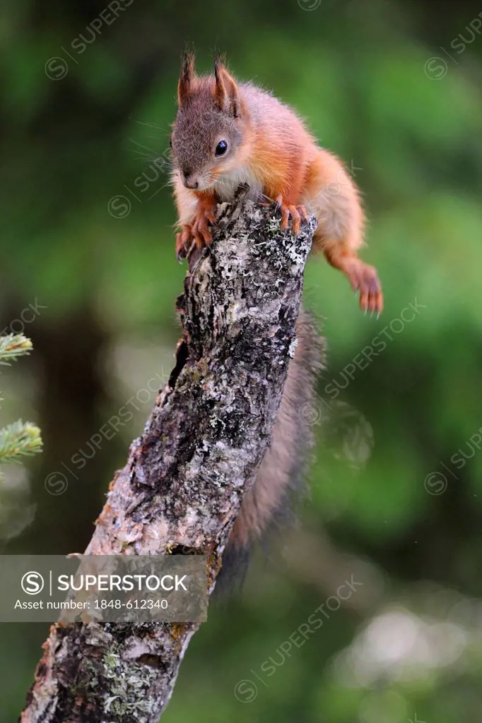 European squirrel (Sciurus vulgaris), Karelia, Eastern Finland, Finland, Europe